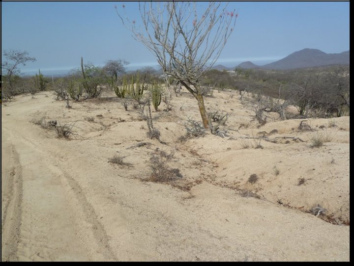 El Ciruelito en 2011: terreno erosionado y desertificado, coeficiente de escurrimiento 0.8